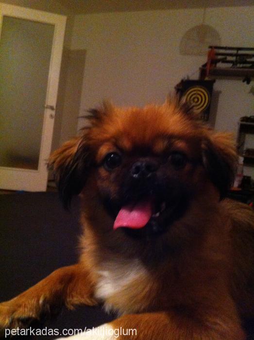 bıdık Erkek Pekingese