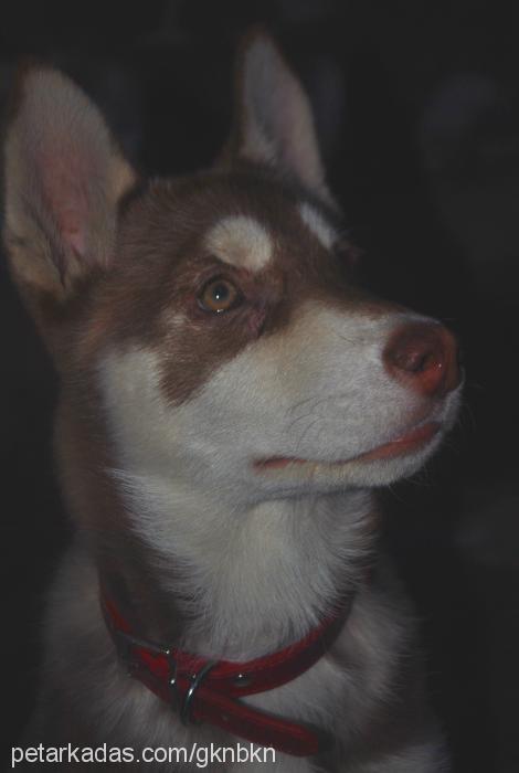 arwen Dişi Sibirya Kurdu (Husky)