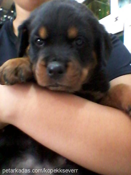 paşa Erkek Rottweiler