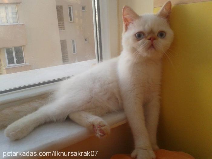 perseus Erkek Exotic Shorthair