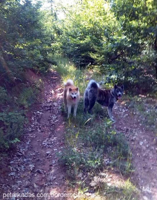 hachiko Erkek Akita İnu