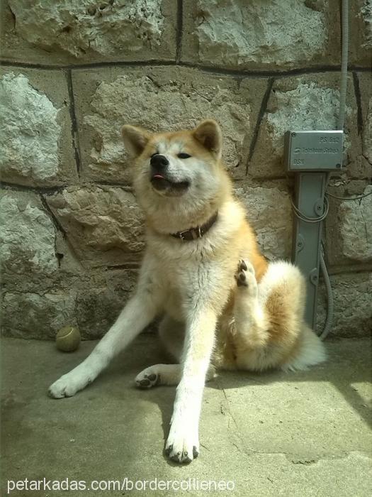 hachiko Erkek Akita İnu