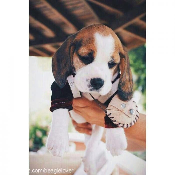 zuko Erkek Beagle