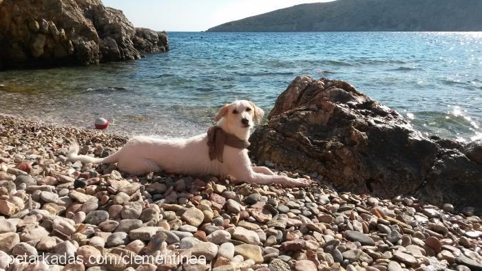 bambam Erkek Sokö (Sokak Köpeği)