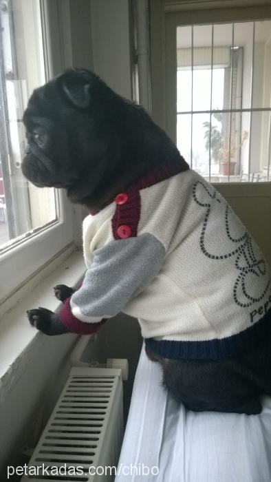 chivas Erkek Pug