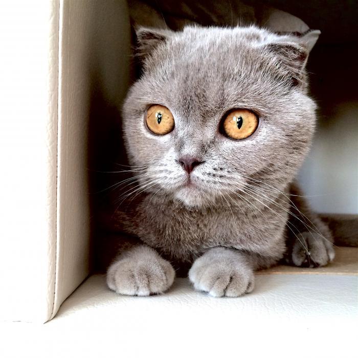 griş Dişi Scottish Fold