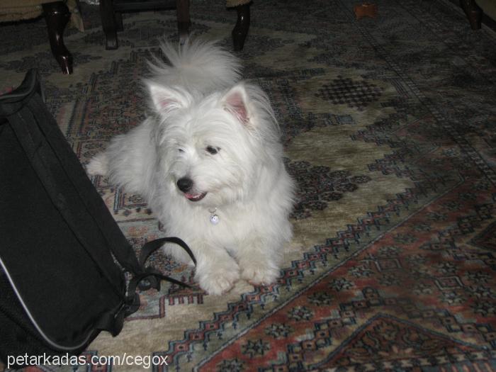 ayk Dişi West Highland White Terrier