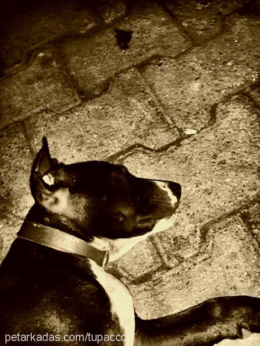 tupac Erkek Amerikan Staffordshire Terrier