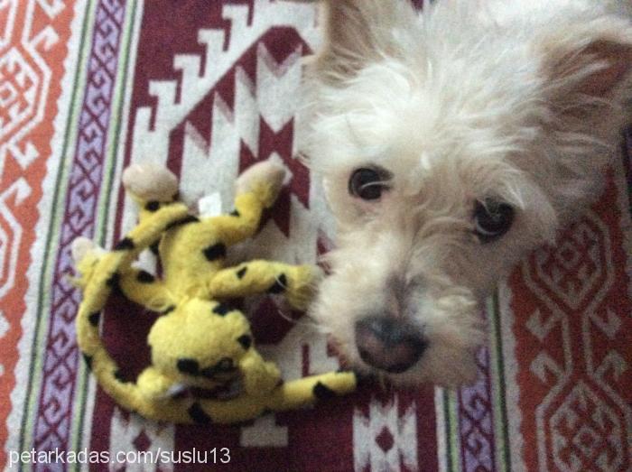 süslü Dişi West Highland White Terrier