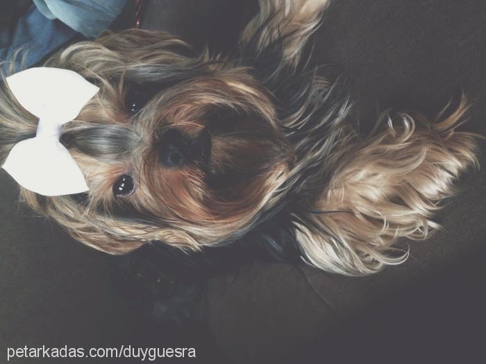 mickey Erkek Yorkshire Terrier