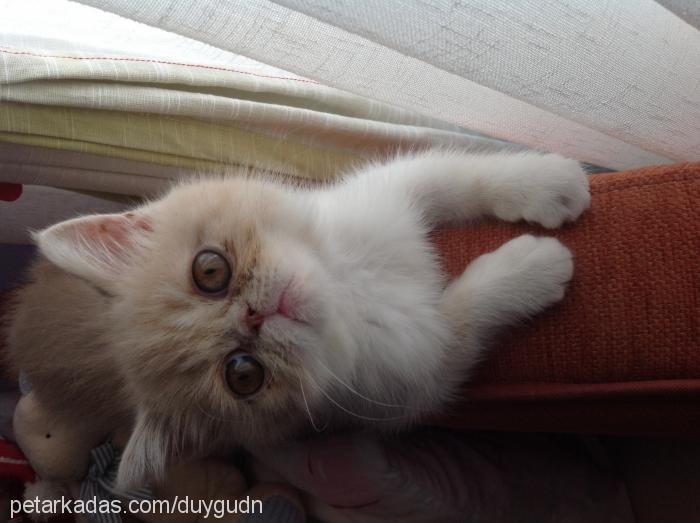 lokum Erkek Exotic Shorthair