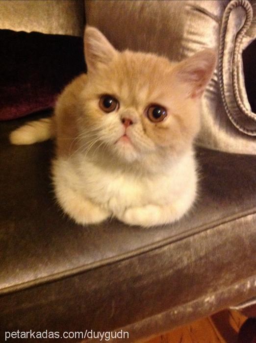 lokum Erkek Exotic Shorthair