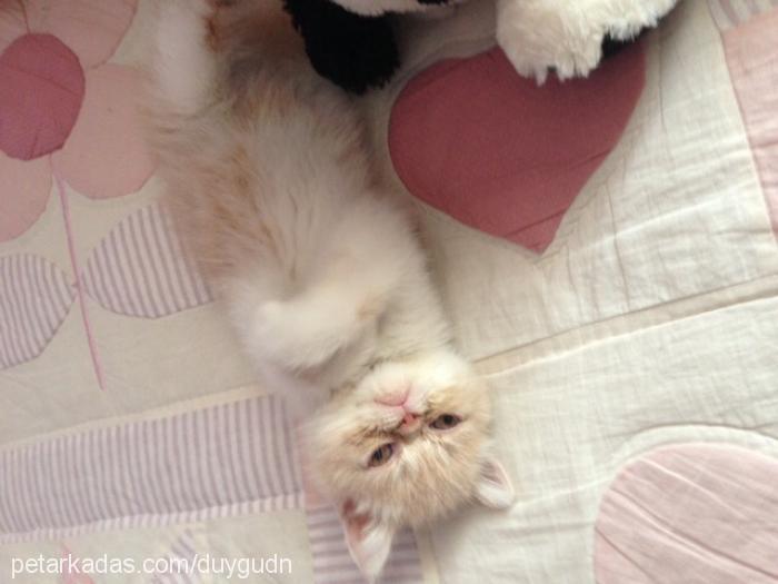 lokum Erkek Exotic Shorthair