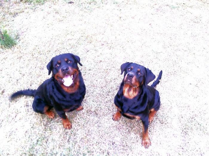 oscar Erkek Rottweiler