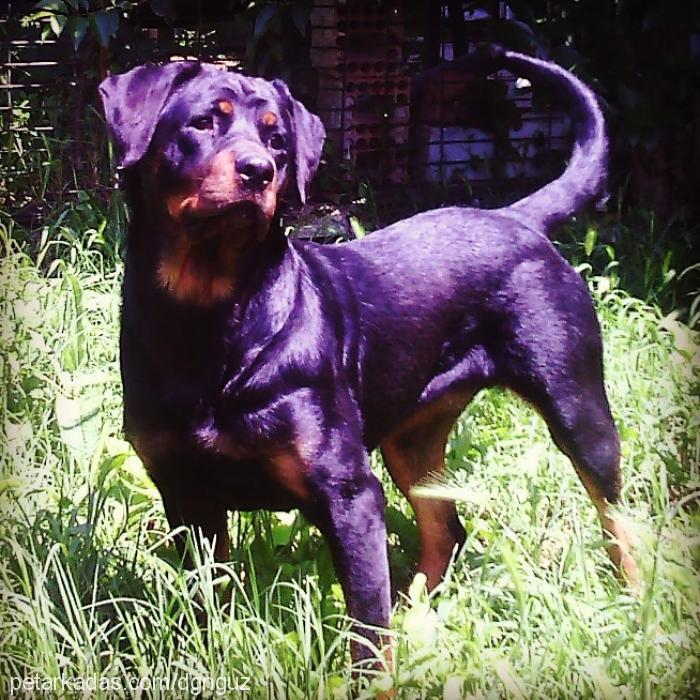 sİna Dişi Rottweiler