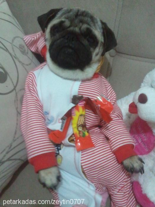 zeytin Erkek Pug