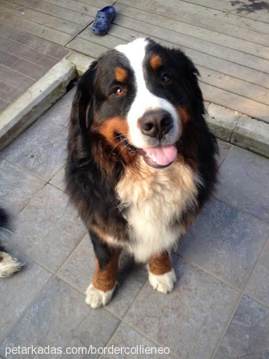 lord Erkek Bernese Dağ Köpeği