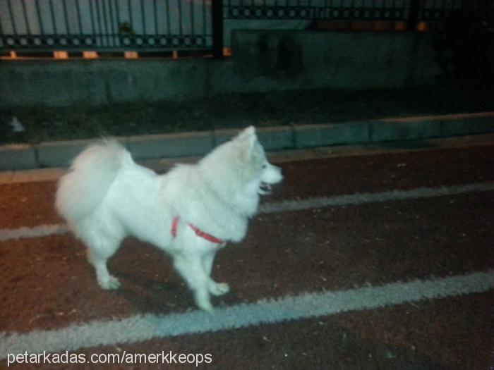 shyvana Dişi Samoyed