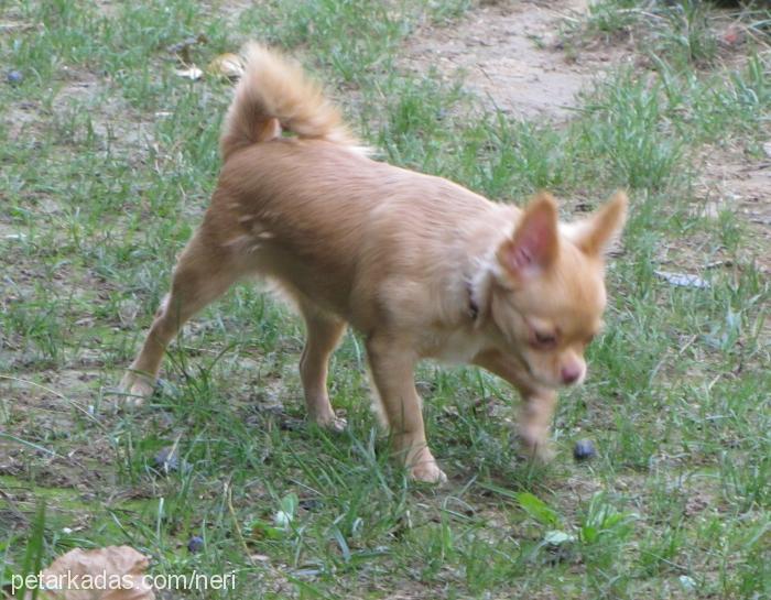 İrİs Dişi Chihuahua