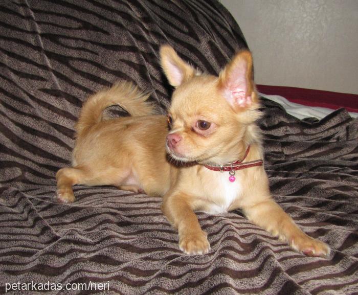 İrİs Dişi Chihuahua