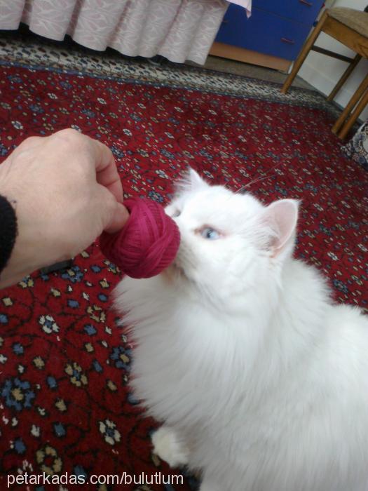 bulut Erkek Ankara Kedisi (Angora)