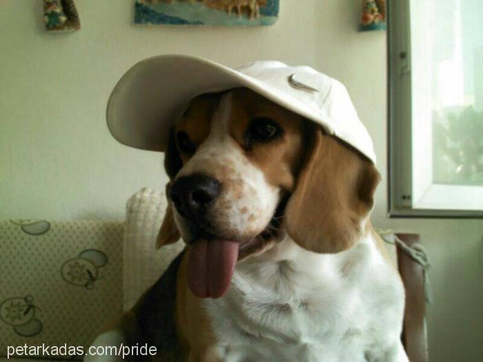 kÖpÜk Dişi Beagle
