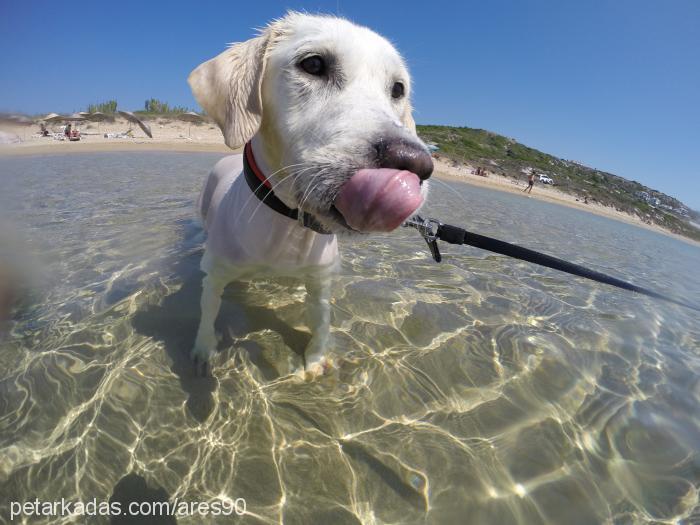 juno Dişi Golden Retriever