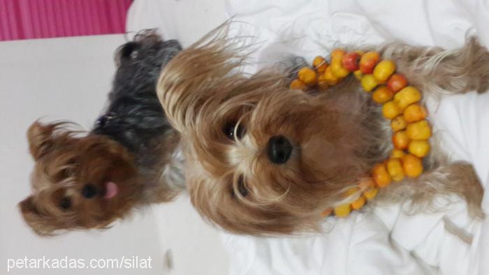 kurabiye Dişi Yorkshire Terrier