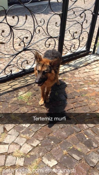 murphy Erkek Alman Çoban Köpeği