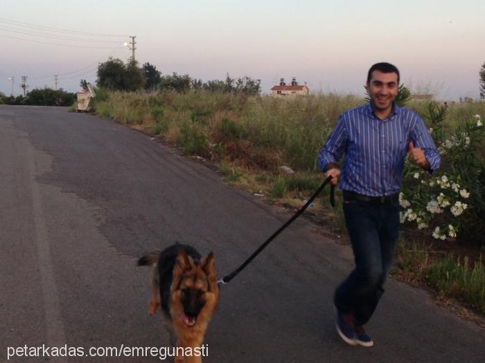 murphy Erkek Alman Çoban Köpeği