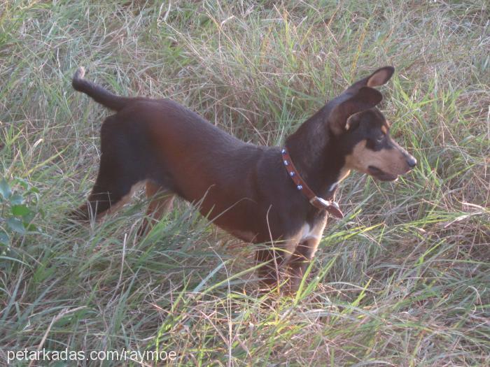 roxy Dişi Minyatür Pinscher