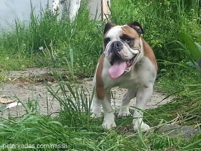 missy Dişi İngiliz Bulldog