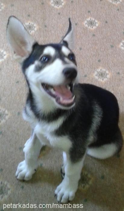 daisy Dişi Sibirya Kurdu (Husky)