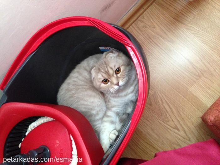 mira Dişi Scottish Fold