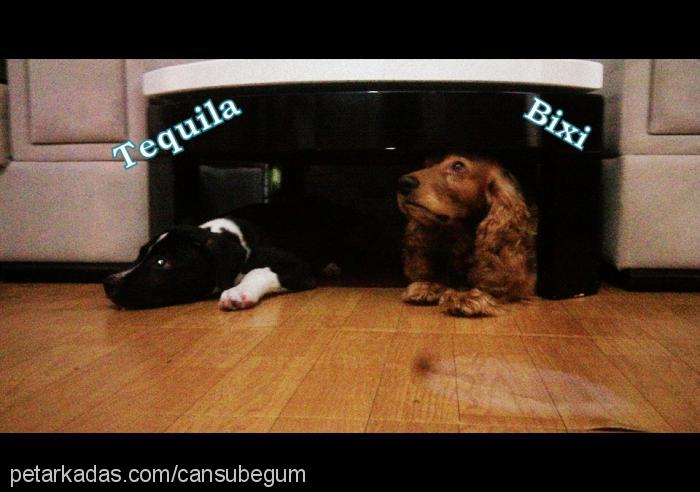 tequila Erkek Amerikan Pitbull Terrier