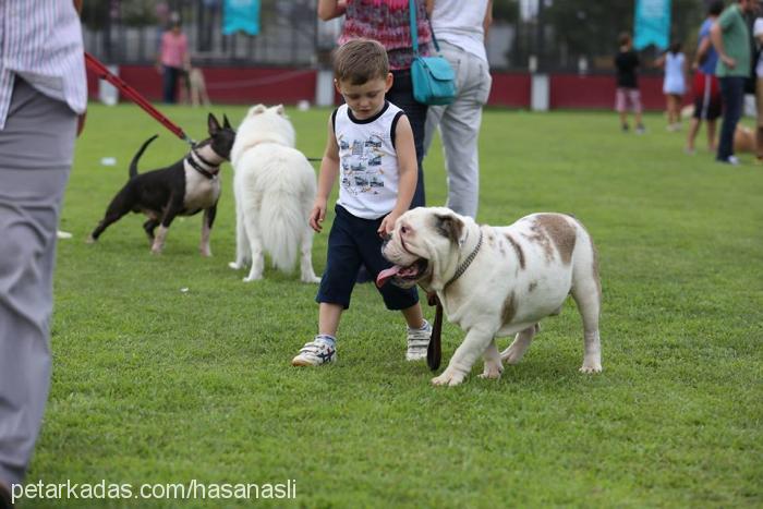 dombili Erkek İngiliz Bulldog