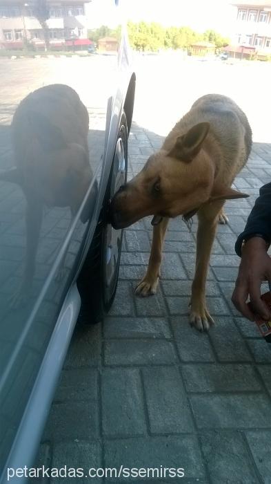 lussy Dişi Alman Çoban Köpeği