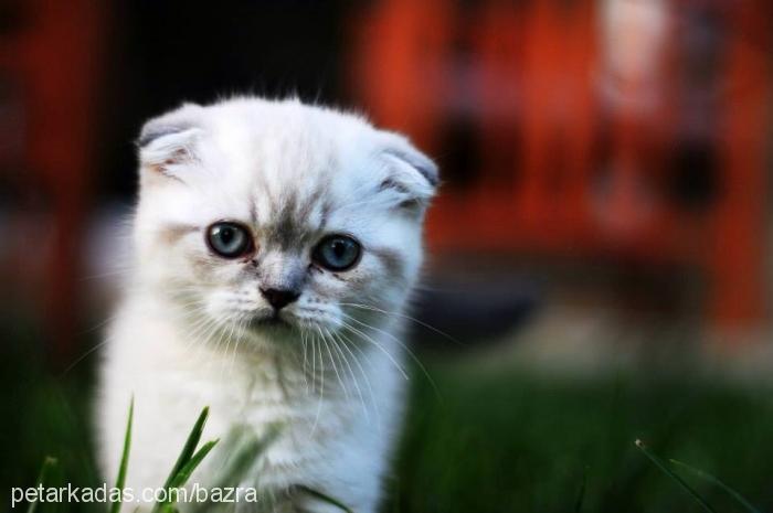 mia Dişi Scottish Fold