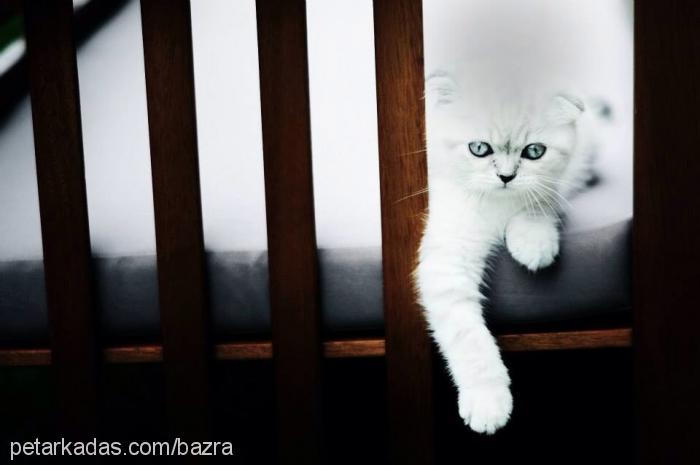 mia Dişi Scottish Fold