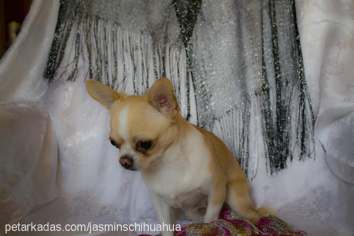 jasminschihuahu Erkek Chihuahua