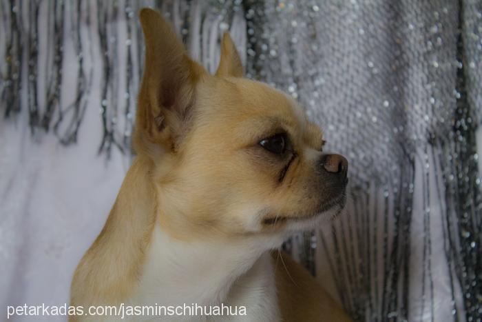 jasminschihuahu Erkek Chihuahua