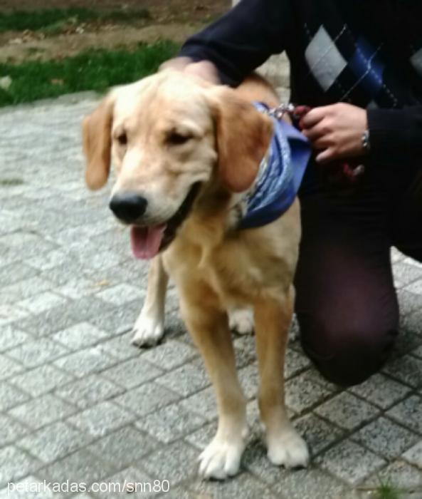 kıtmir Erkek Golden Retriever