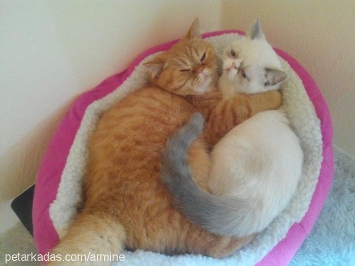 paŞa Erkek Exotic Shorthair