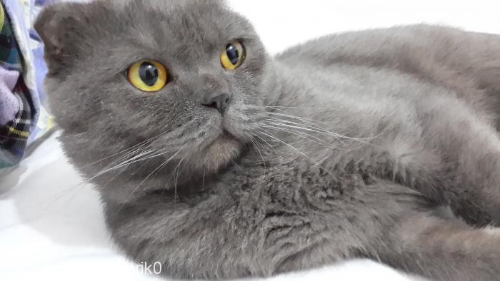 demir Erkek Scottish Fold