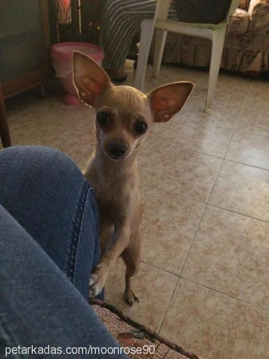 tekila Dişi Chihuahua