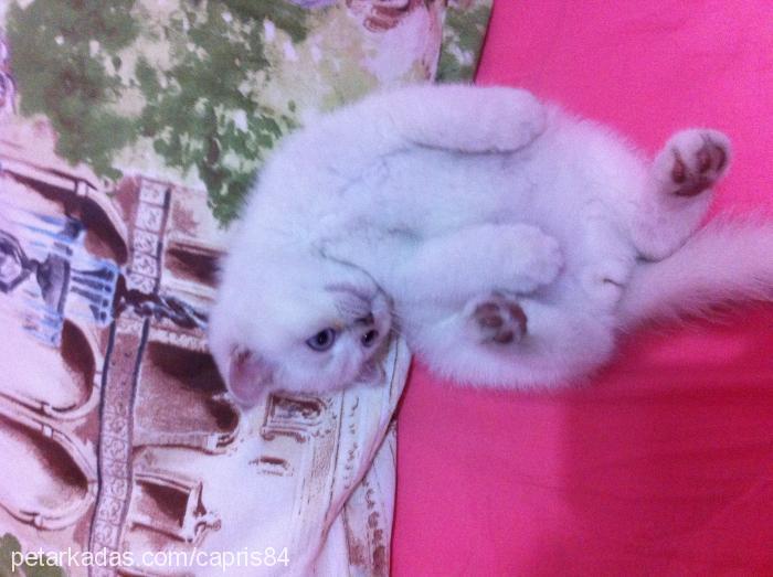 ayran Erkek Scottish Fold