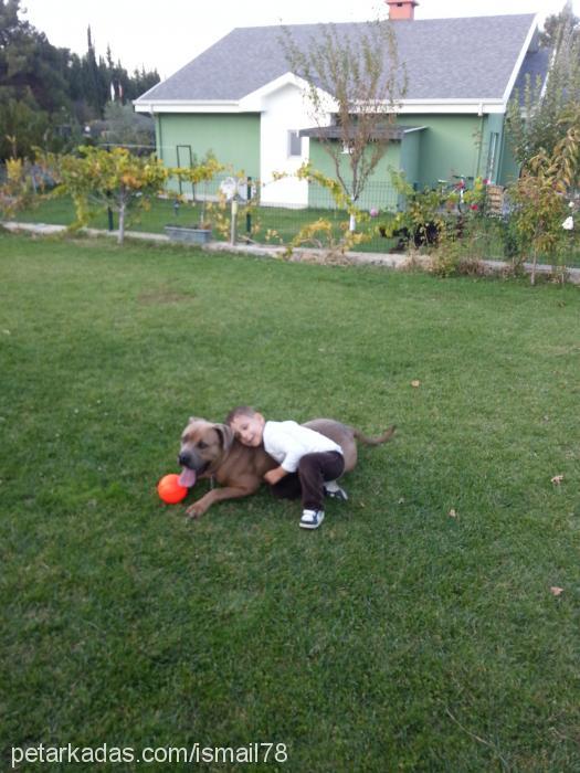 duman Erkek Cane Corso Italiano