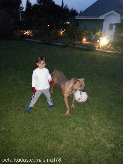 duman Erkek Cane Corso Italiano