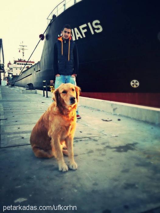 lesyy Dişi Golden Retriever