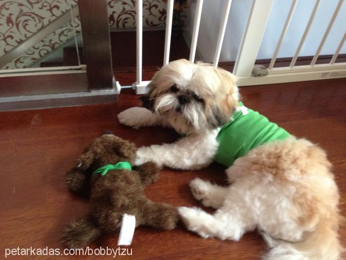 bobby Erkek Shih-Tzu